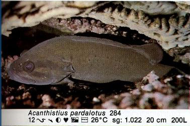 Acanthistius pardalotus